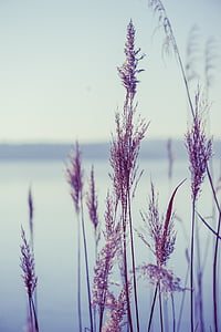 Lago, natureza, Reed, planta