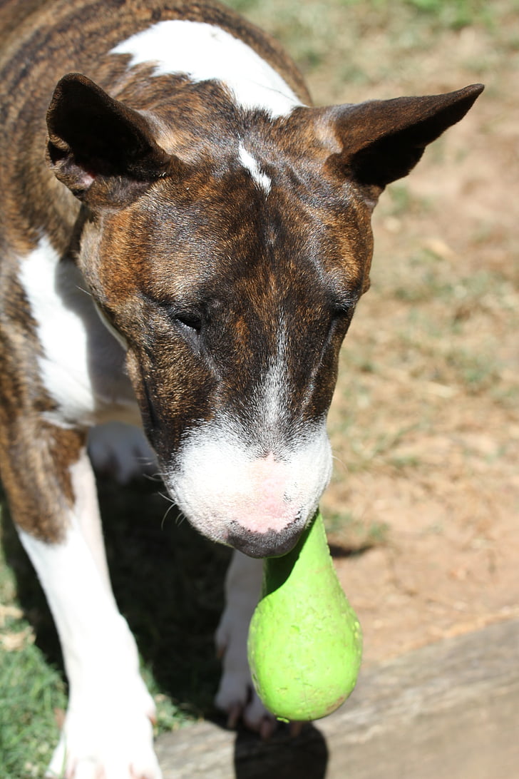 bull terrier, miniature, bully, tiger, toy, play, dog