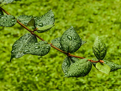 green, leaf, drops, dew, branch