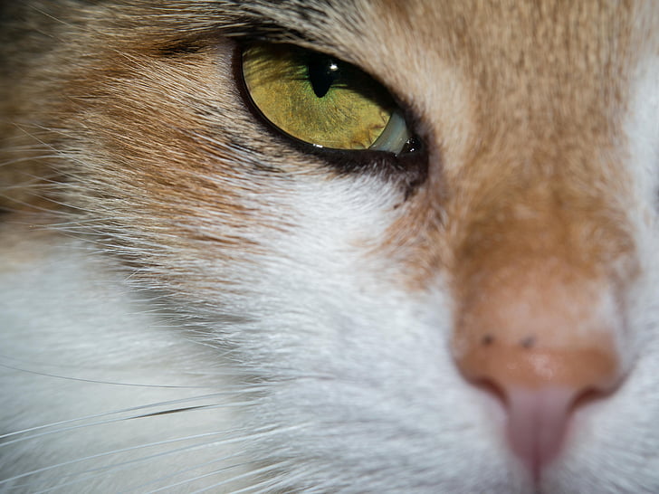 γάτα, μάτι, μάτι της γάτας, Προβολή, Κοίτα, Ρολόι, τυχερός γάτα