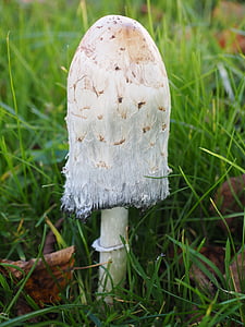 schopf comatus, mushroom, comatus, coprinus comatus, asparagus mushroom, porcelain comatus, tintenpilz