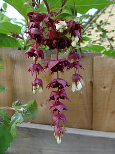 Blume, Fuschia, Herefordshire, Natur, Anlage, Blatt