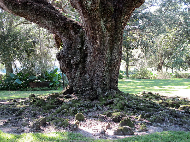 Carvalho, árvore, raízes