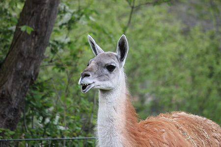 guanako, Zoo, Lama, cicavec, Fotografie prírody, Južná Amerika, jedno zviera