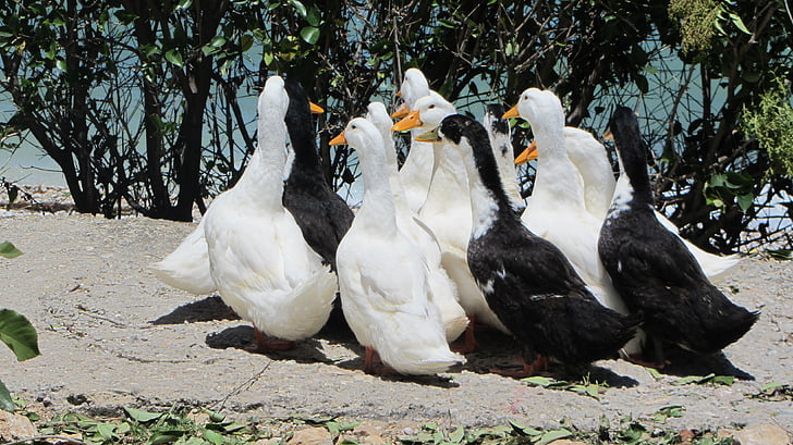 pato, está girando, Parque, Grupo, aves, blanco y negro, reunión