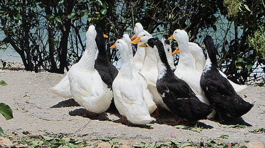 鴨, 回転して, 公園, グループ, 鳥, 黒と白, 会議