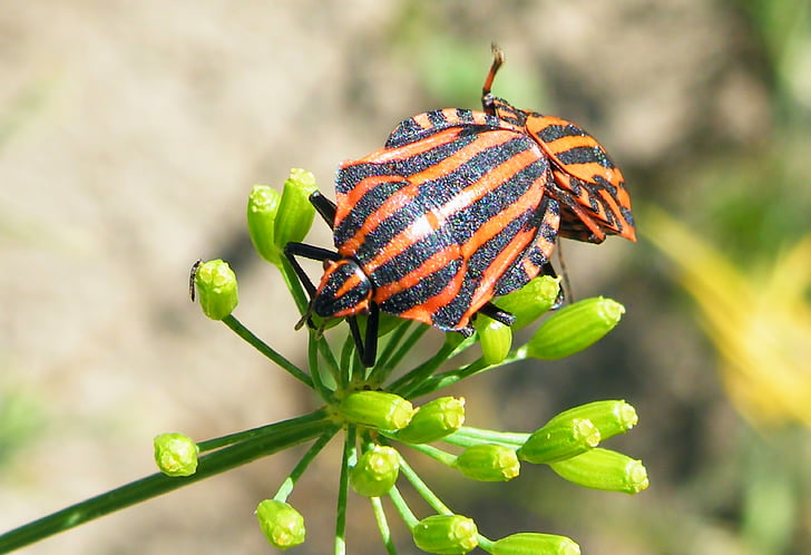 bugs, stripes bugs, insect, striped, nature, insect photo, one animal