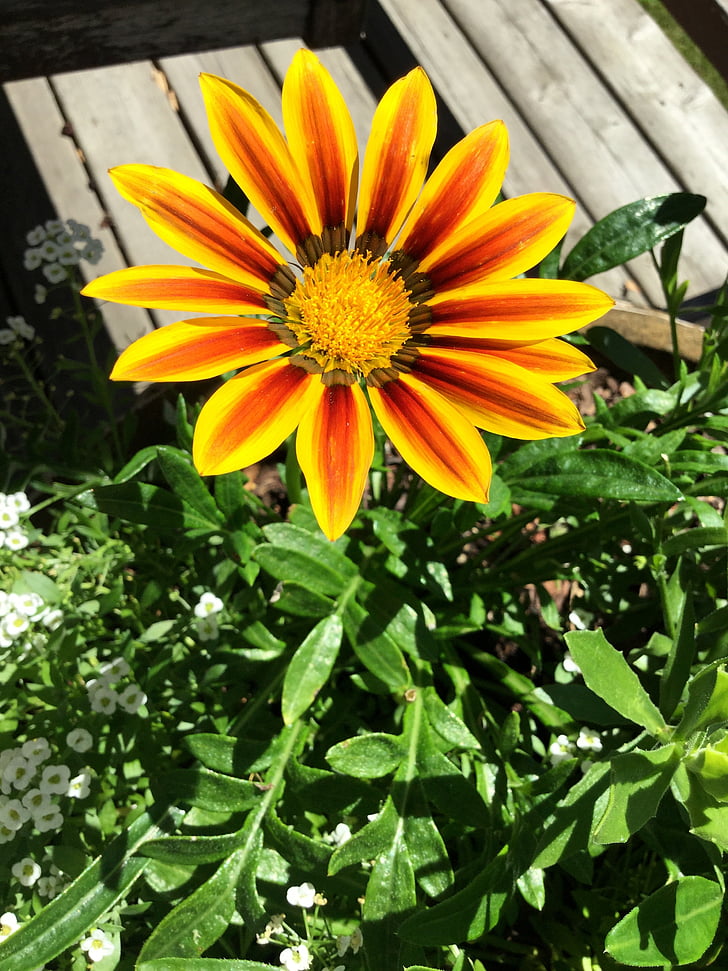 flower, yellow, orange, green, deck, pot, grow