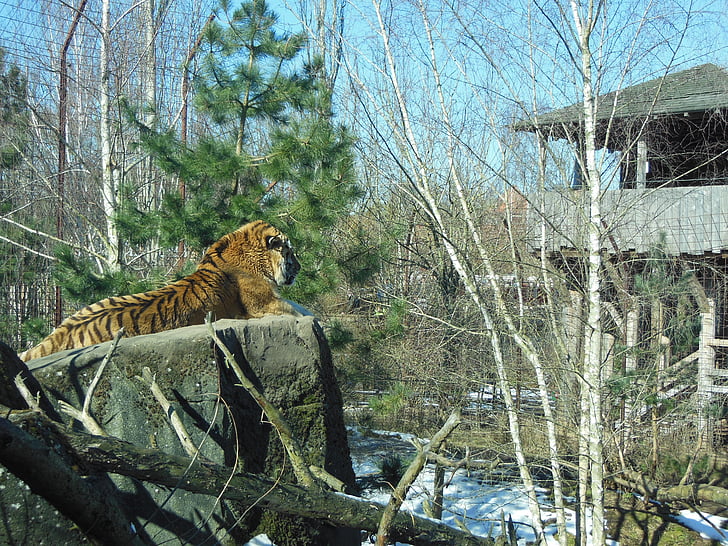 Sibirski tiger, Predator, ogrožene živali, moški, uživanju na soncu, na rock, živali