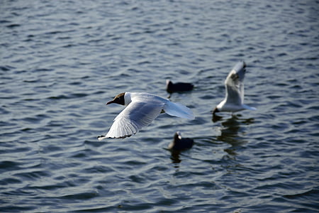 seagull, bird, flight, nature, wings, lake, animals
