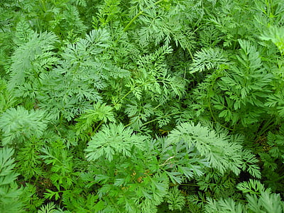 carrots, leaves, foliage, green, bed, garden, cultivation