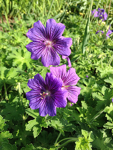 Geranio, gran geranio, flor, púrpura, Geranio de los Pirineos, efecto invernadero geranio, planta