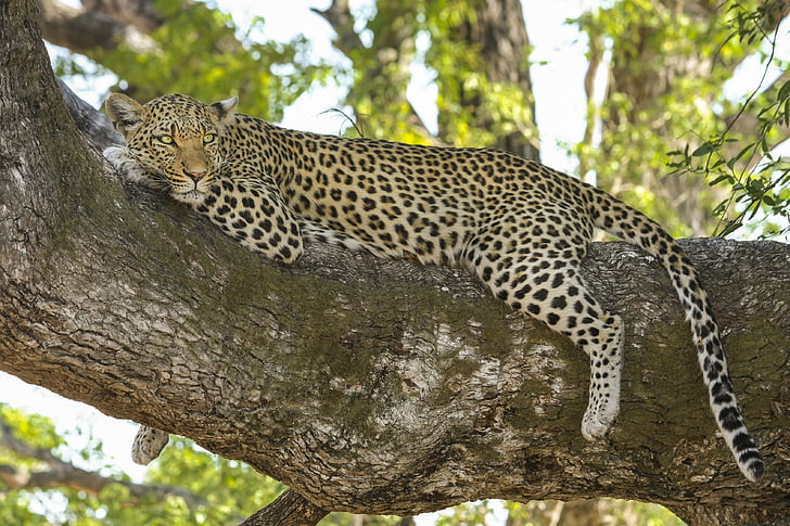 leopárd, vadmacska, nagy macska, Safari, Botswana, Afrika, Okavango-delta