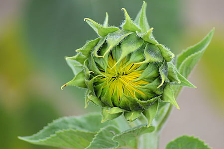 bunga matahari, Bud, musim panas, kuning, Blossom, mekar, naik