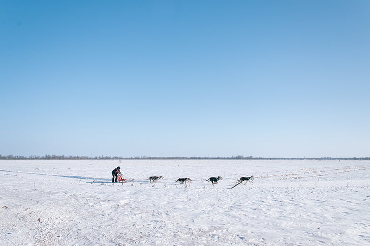 Nam cực, Châu Nam cực, con chó, người đàn ông, chạy, xe trượt, tuyết