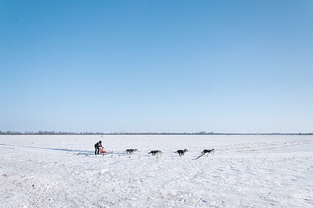 antàrtic, l'Antàrtida, gossos, home, corrent, trineu, neu
