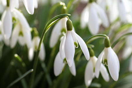 Sněženka, posel jara, jaro, květ, bílá, Příroda, Bílý květ