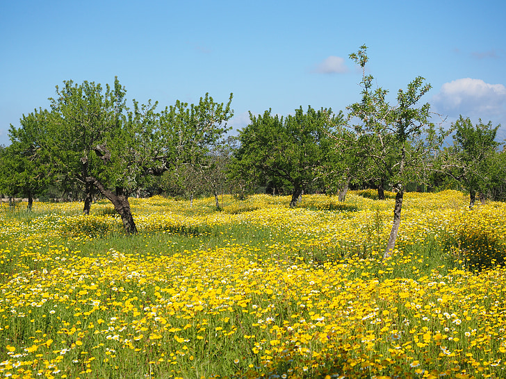 ziedu pļavu, vainaga anthemideae, glebionis coronarian, kompozītmateriāliem, ASTERACEAE, Mallorca, ziedi