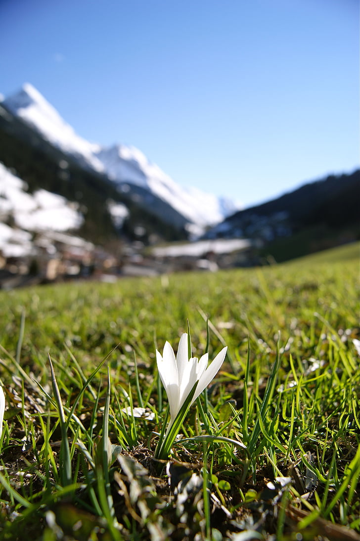 sniegpulkstenīte, puķe, Alpi, kalni, ve, Austrija, daba