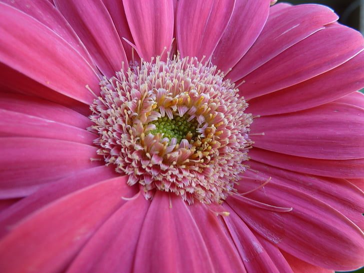 Gerbera, Daisy, vaaleanpunainen, kukka