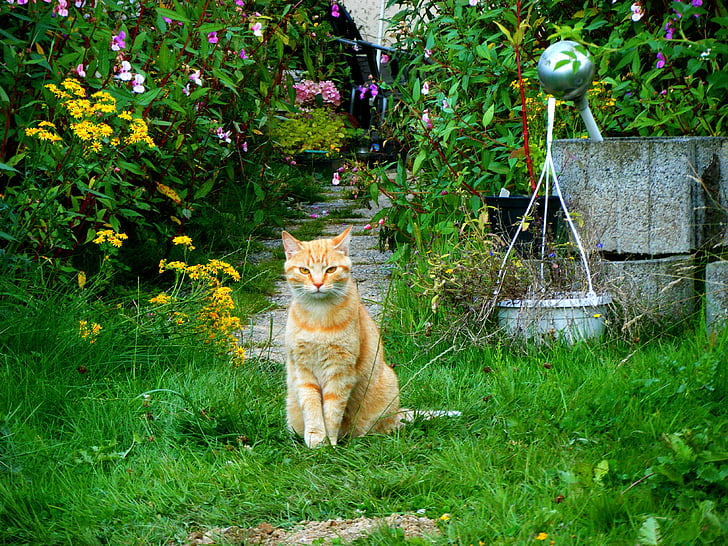 кішка, сад, Червоний кіт, домашньої кішки, ПЕТ, молодий кіт, одна тварина