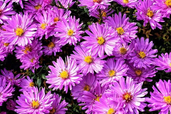 background, texture, structure, pattern, flowers, asters, herbstastern