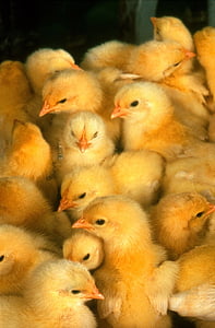 Baby kuřata, holky, žlutá, Fajn, malé, mladý, drůbež