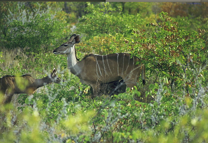 sesalec, antilopa, veliki kudu, strepsiceros, Afrika, Namibija, Savannah