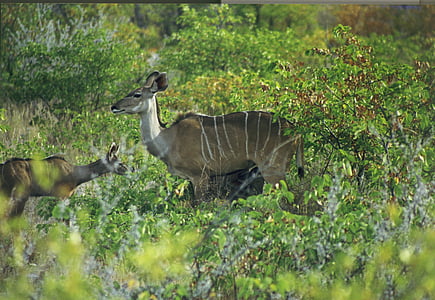 nisäkäs, Antelope, suuri kudu, strepsiceros, Afrikka, Namibia, Savannah