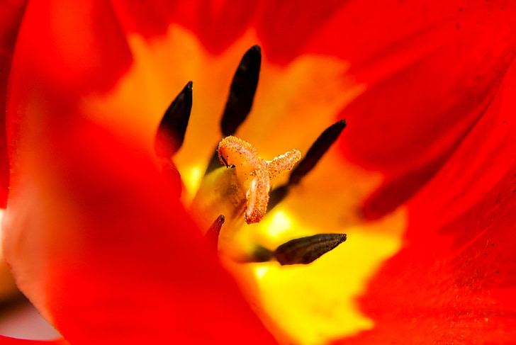 tulip, macro, flower, flora, red, plant, colored