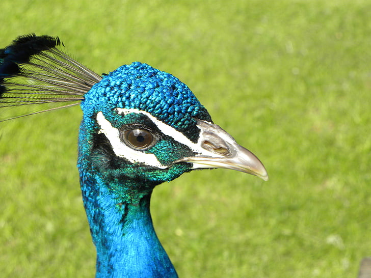Peacock, lintu, kirkas, rakenne, tyylikäs, sininen, vihreä