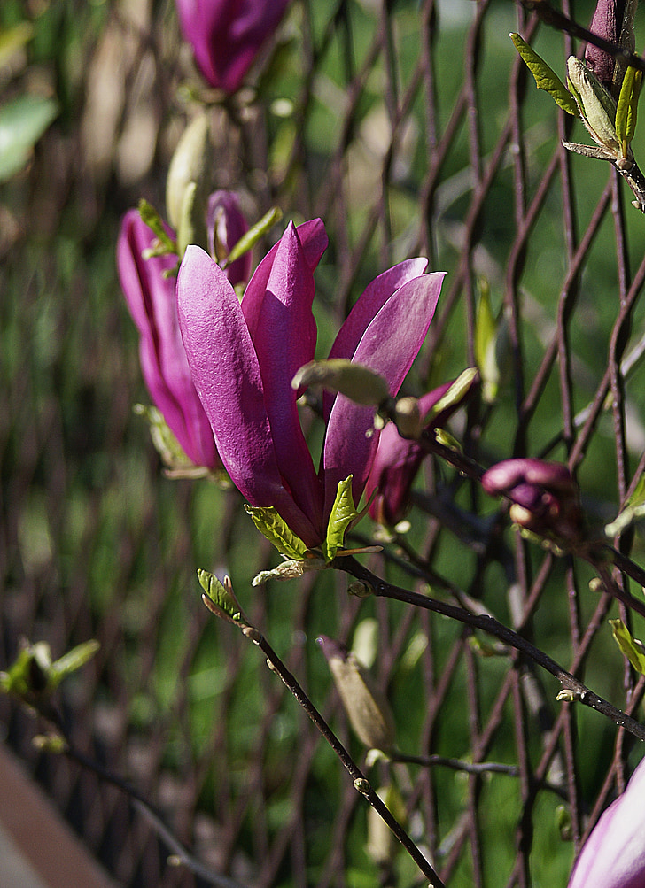 Magnolia, floare, Magnolia flori, primavara, înfloritoare, violet, roz