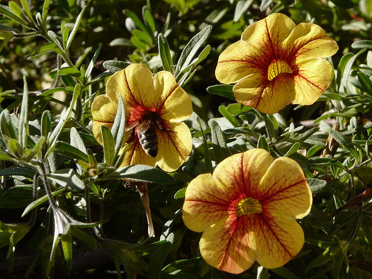 πετούνια, κηπουρική, λουλούδι, μέλισσα, Κίτρινο, Κήπος, Πορτοκαλί λουλούδι