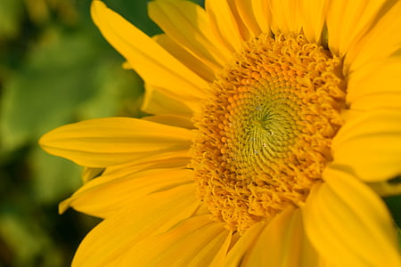 sun flower, close, yellow, abendstimmung, evening light, golden light, blossom