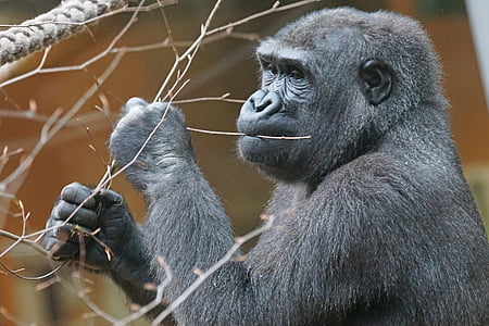 animals, primate, gorilla, lowland gorilla, apes