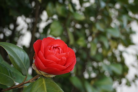 Camellia, ziedu tēja, augu