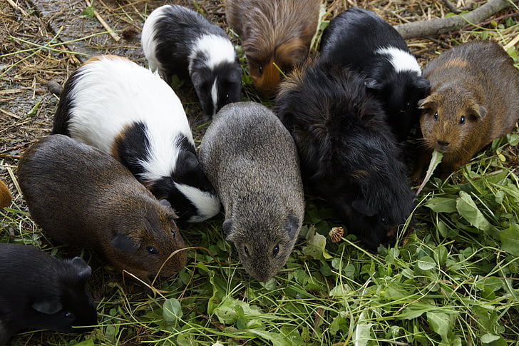 conejillo de Indias, muchos, masa, cuantitativa, cría de cerdos de Guinea, crianza, pequeños animales