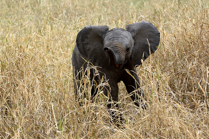 Gajah, bayi, slůně, Amboseli, Afrika, Kenya, Safari