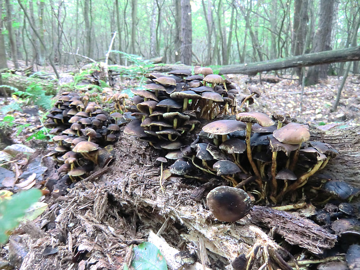 gljive, stablo gljiva, šuma, šumskog tla, jesen