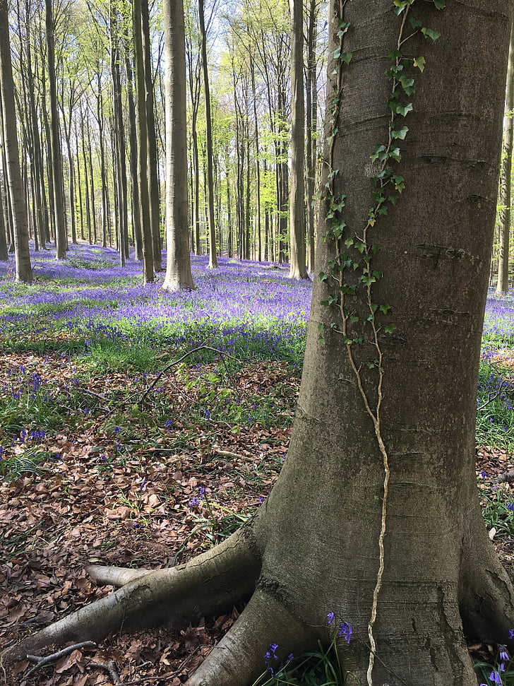 hyacinth, ten, april, forest, tree, trunck, flowers