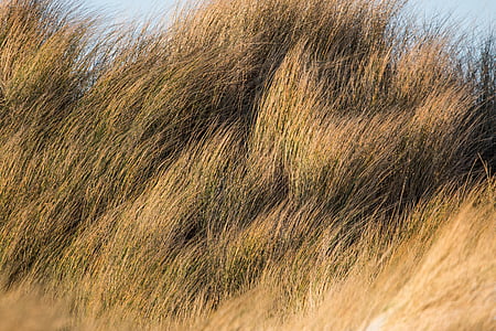 herbe de dune, dune, herbe, sable, plage, Côte, mer du Nord