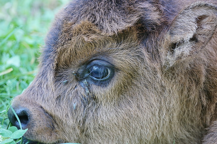 Highlands, sığır eti, Genç hayvan