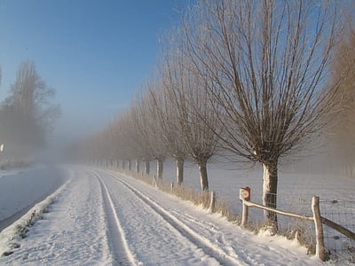 Зима, снег, Ива, дорога, Снежный пейзаж