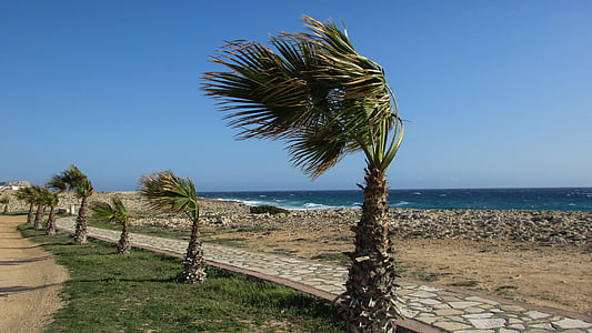 Chypre, Ayia napa, sentier du littoral, palmiers, vent, mer, plage