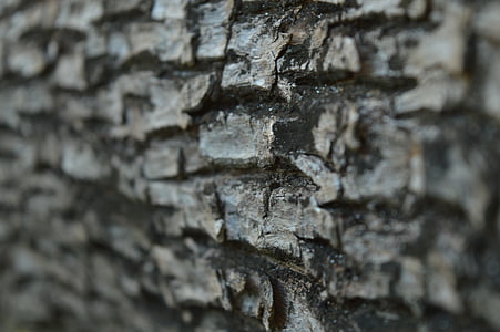 bark, træ, plante, natur, tekstur, mønster, naturlige