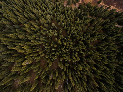 aerial, photo, green, trees, view, pine, plants