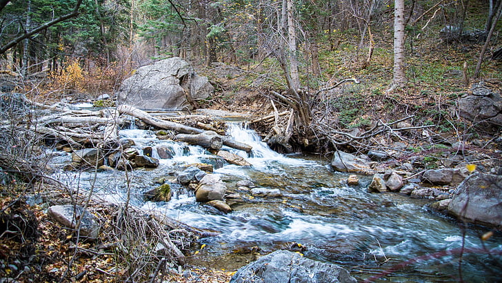 body, water, surrounded, trees, stream, rocks, nature