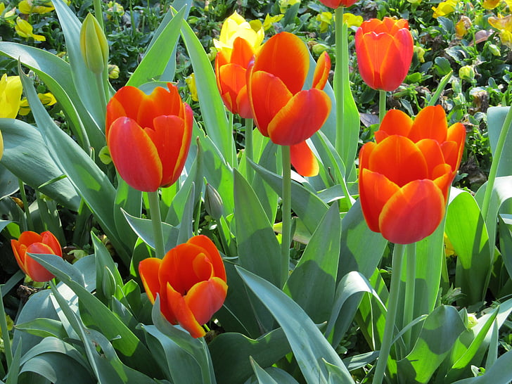 tulipány, kvety, makro, Kvetinová, kvitnúce, rastliny, lístkov