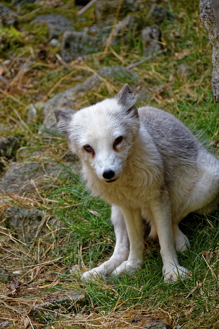 arctic fox, fuchs, eyes, animal, wild animal, wild, predator