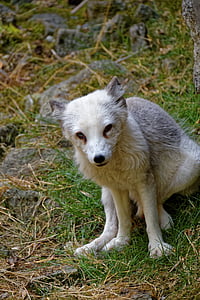 Raposa do Ártico, Fuchs, olhos, animal, animal selvagem, selvagem, predador